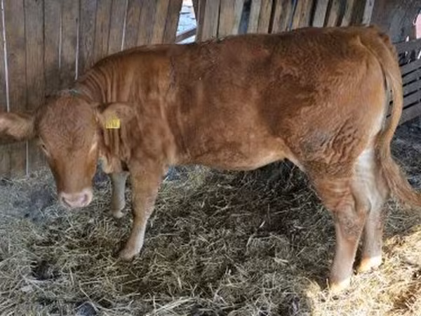 Vaca, Vaca Limousin