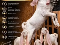 Taka, Gulabi goats — 1-rasm