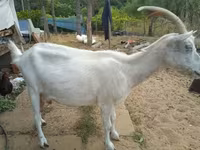 Kozioł, Saanen goat — zdjęcie 3