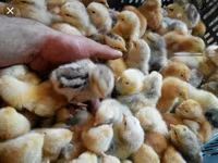 Chickens — foto 2