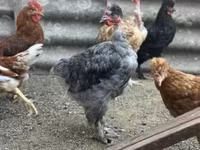 Chickens — foto 5