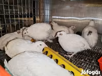 Chickens — 照片 2