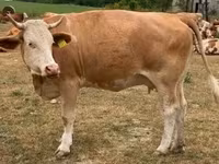 गाय, Simmental cattle — फ़ोटो 2