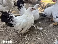 Chickens — foto 1