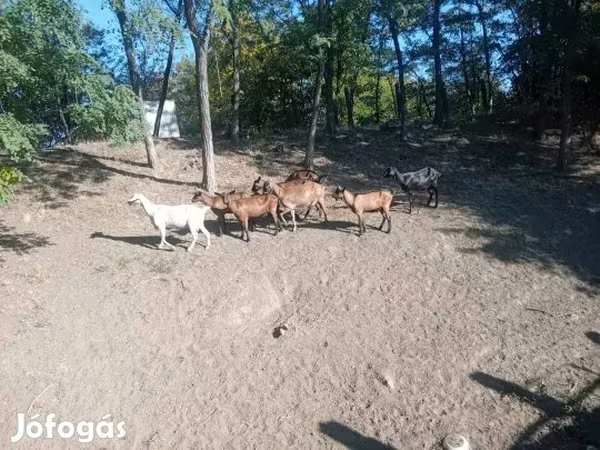 Billy Goat, Goats