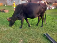 Krowa, Bydło — zdjęcie 2