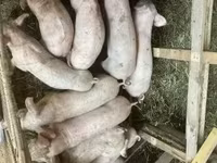 猪（批次，未指定性别）, Pigs — 照片 4