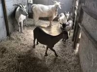 母山羊, Goats — 照片 2