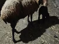 Brebis, Moutons — photo 3