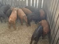 Boar, Мангалица — photo 5