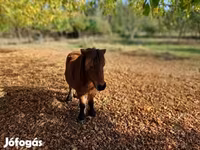 公马, Horses — 照片 1