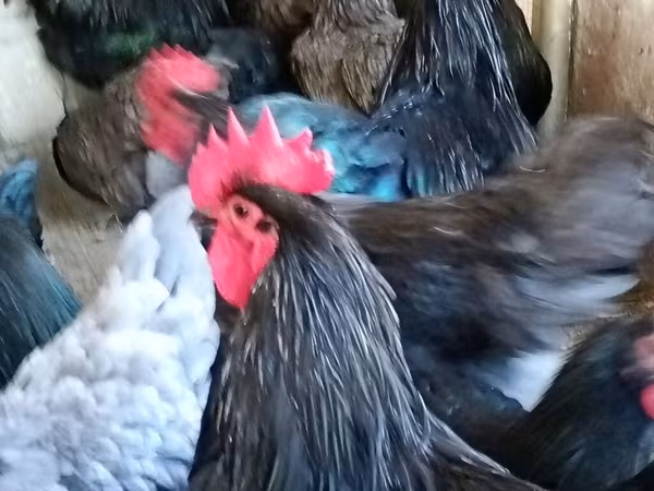 Australijska pit borbena kokoš