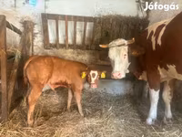 Krowa, Simmental cattle — zdjęcie 2