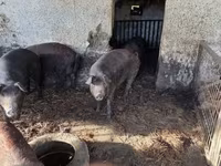 Verro, Мангалица — foto 1