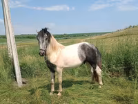 Koń, Gypsy horse — zdjęcie 1