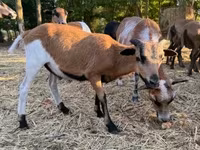 Widder, Cameroon sheep — Foto 1