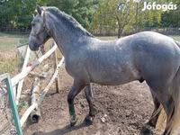 घोड़ा, Lipizzaner — फ़ोटो 5