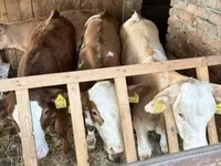 Rinder (Partie, Geschlecht nicht angegeben), Rinder — Foto 1