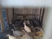 Guinea fowl — zdjęcie 1