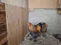 Brahma — Foto 4