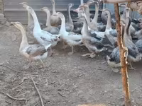 Geese — Foto 2