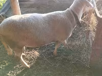 Ovan, Lacaune sheep — fotografija 5