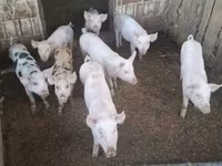 Säue, Schweine — Foto 3