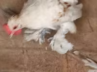Chickens — الصورة 5