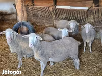 公羊, Merino sheep — 照片 3