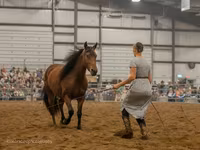 Kobila, Friesian — fotografija 6