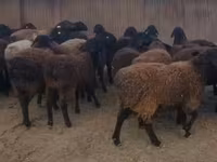 Ram, Sheep — photo 3