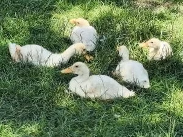 Ducks — Hungria