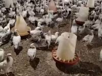 Chickens — fotografija 2