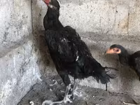 Ajam cemani — fotografija 3