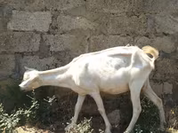 Koza, Saanen goat — fotografija 2
