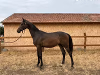 公马, Hungarian horse breed — 照片 1