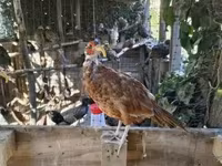 Guinea fowl — fotografija 1