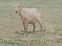 公山羊, Alpine goat — 照片 2
