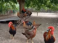 Chickens — foto 3