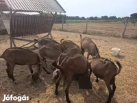 Cabro, Alpine goat — foto 2