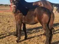 घोड़ा, Percheron — फ़ोटो 3