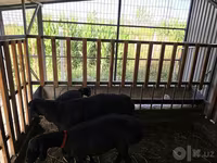 Qoç, Hissar sheep — foto 2