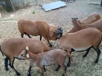 أغنام (دفعة، الجنس غير محدد), Cameroon sheep — الصورة 3