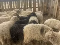 भेड़ें (लॉट, लिंग निर्दिष्ट नहीं), Suffolk sheep — फ़ोटो 1