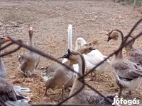 Geese — الصورة 6
