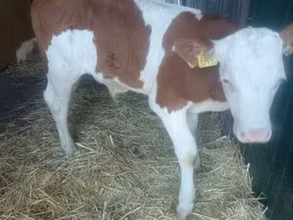 Bull, Simmental cattle