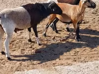 Ovca, Cameroon sheep — fotografija 2
