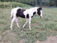 Cavalo, Gypsy horse — foto 8