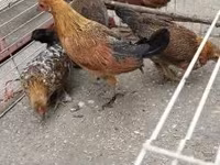 Chickens — Foto 7