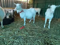 Goat, Saanen goat — photo 5